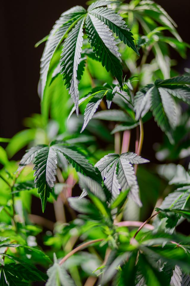 Le Futur du Cannabis: Une Industrie en Croissance