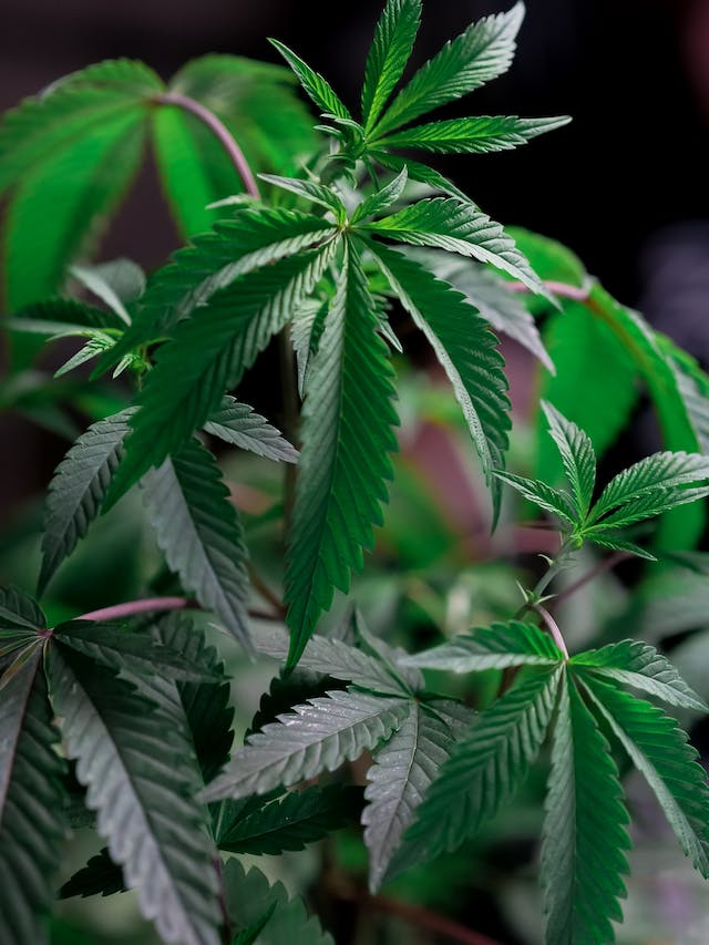 Cannabis et Voyages : Naviguer dans le Cadre Légal